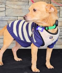 Toby from Mexico - Photo 6