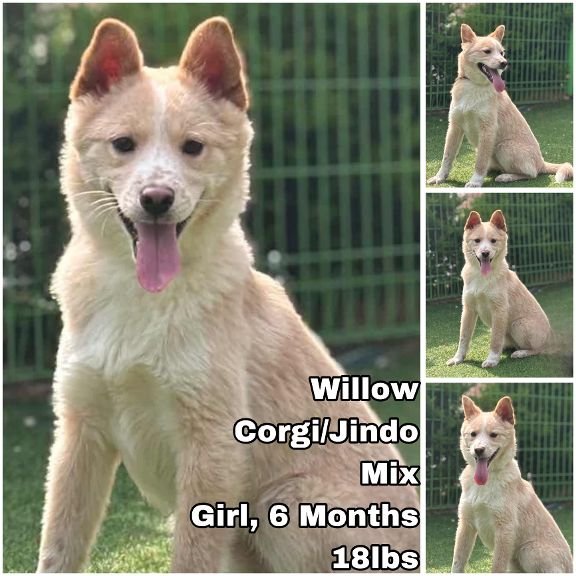 Willow from Korea Image