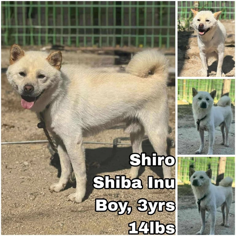 Shiro from Korea Image