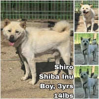 Shiro from Korea - Photo 1