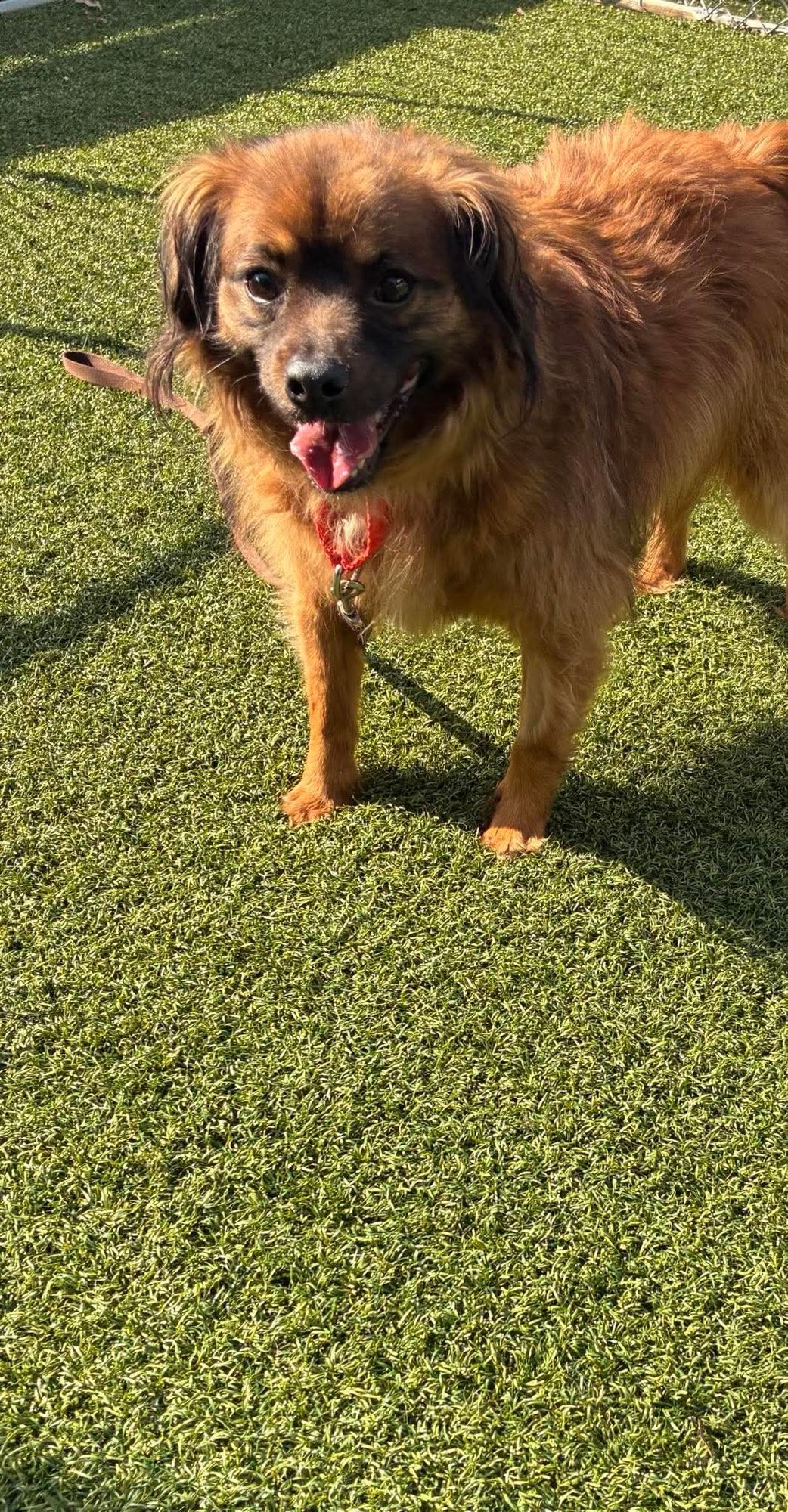 JACK JR. - Spaniel available for adoption
