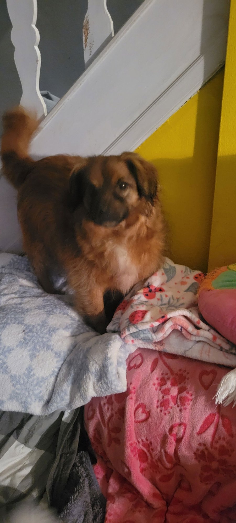 JACK JR. - Spaniel available for adoption