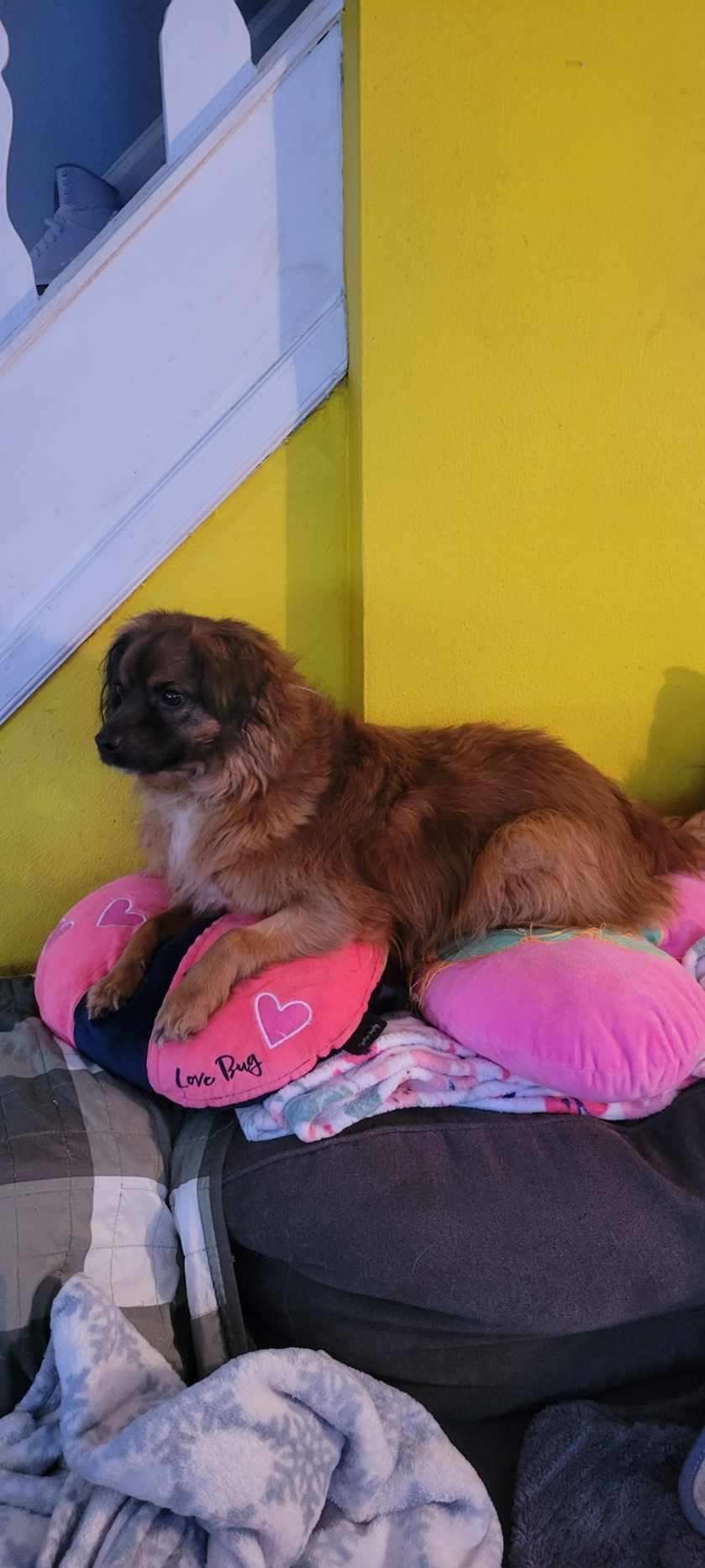 Jack jr. - Photo 4