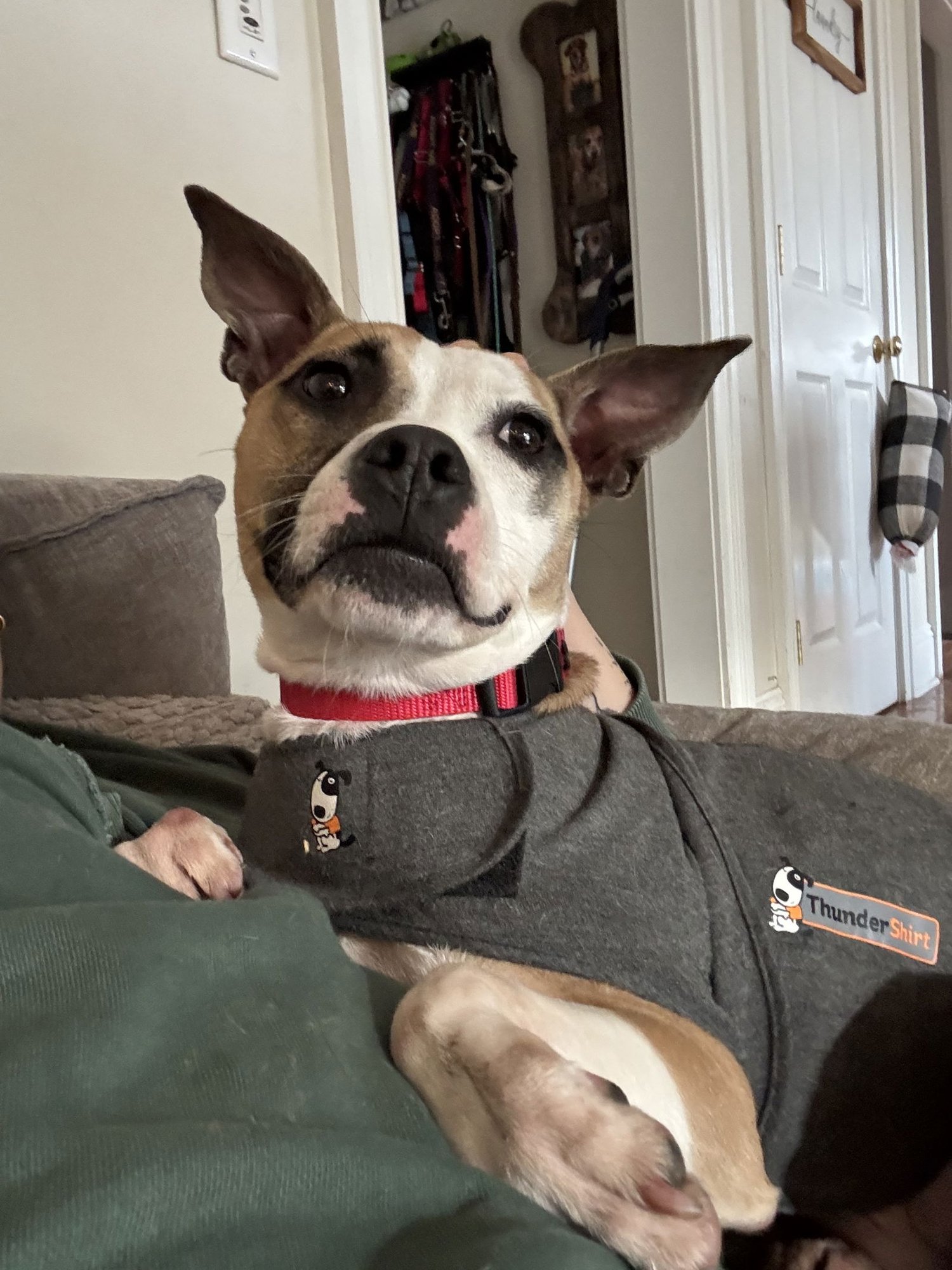 MITSY - Terrier / Chihuahua available for adoption