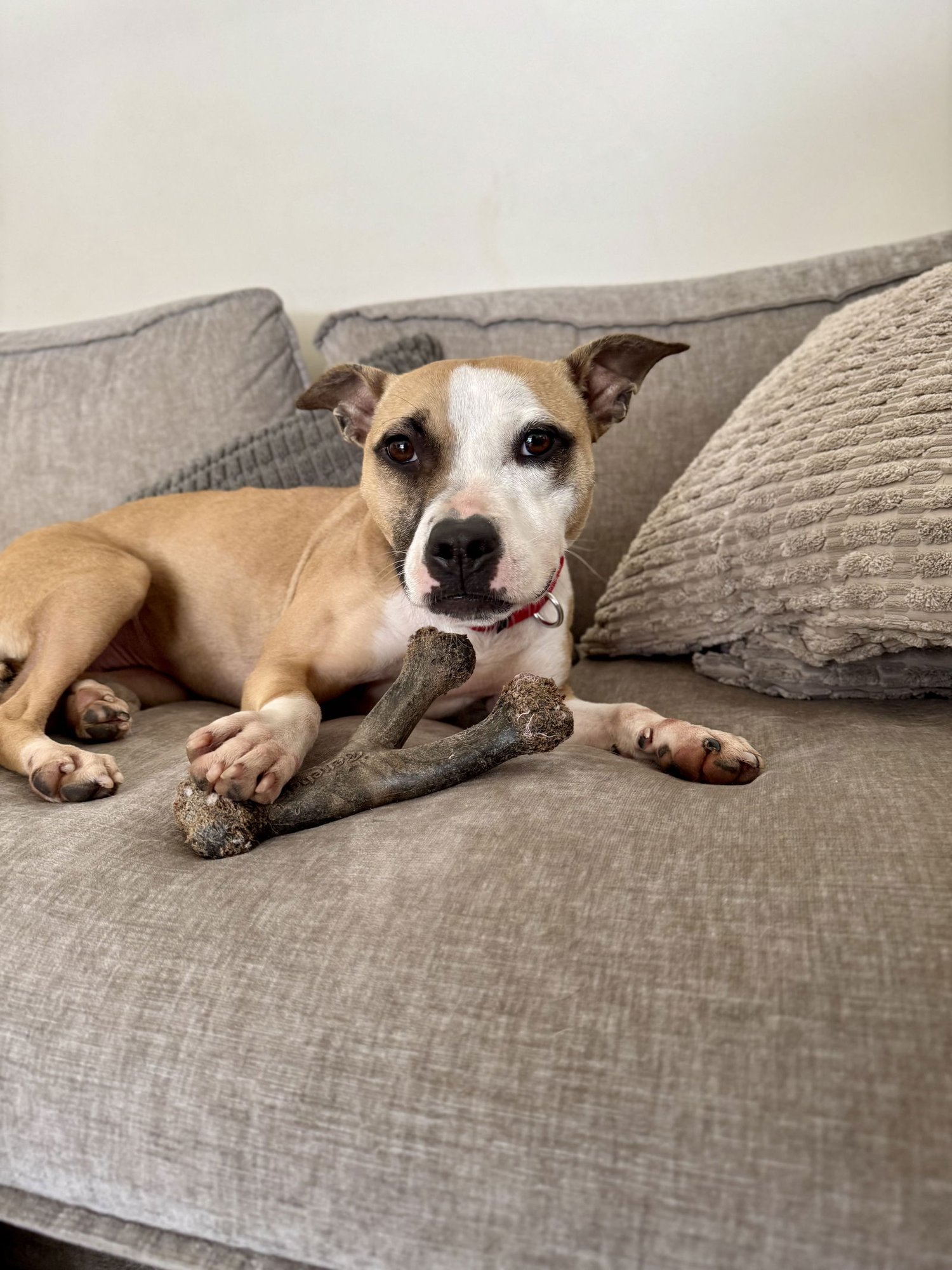 MITSY - Terrier / Chihuahua available for adoption
