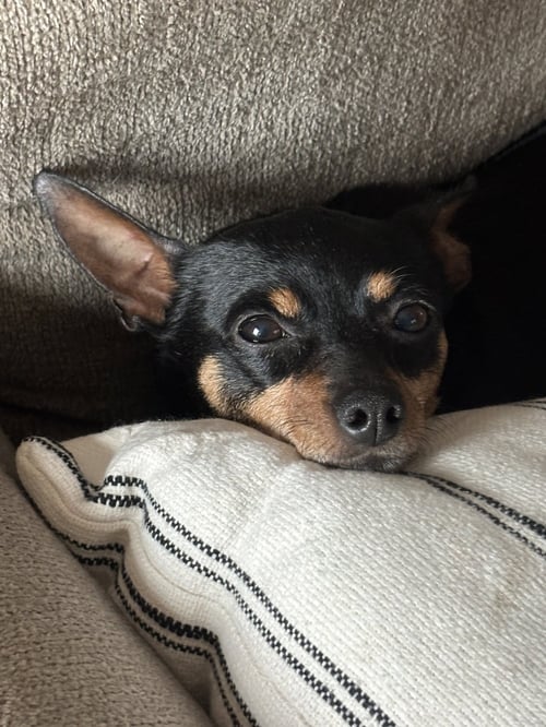 HAVEN - Chihuahua / Miniature Pinscher available for adoption