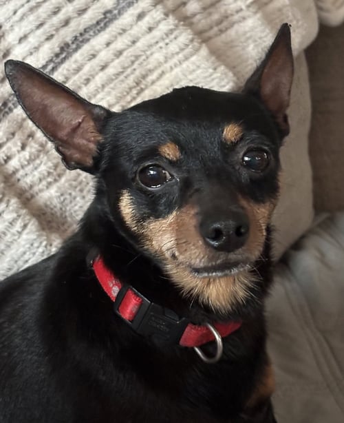 HAVEN - Chihuahua / Miniature Pinscher available for adoption
