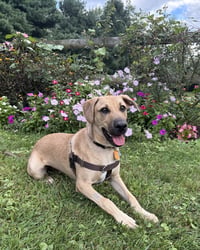 Charlie - Photo 2