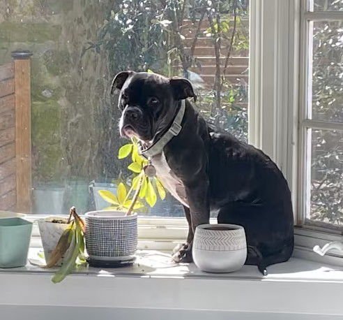 VIOLET - Bulldog available for adoption