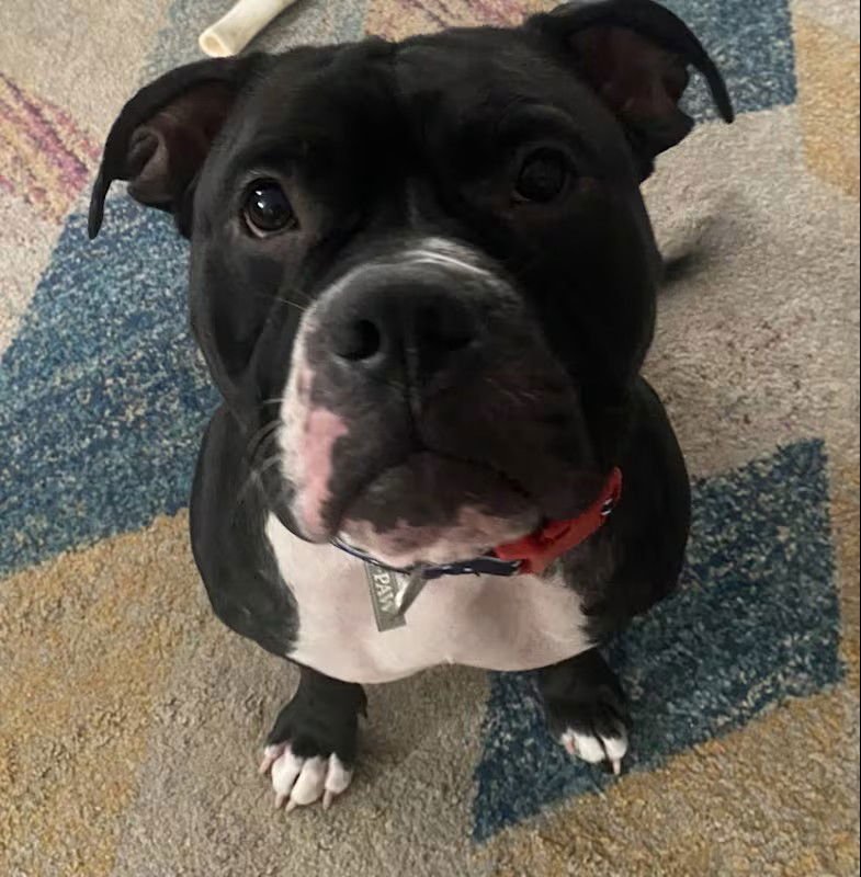 VIOLET - Bulldog available for adoption