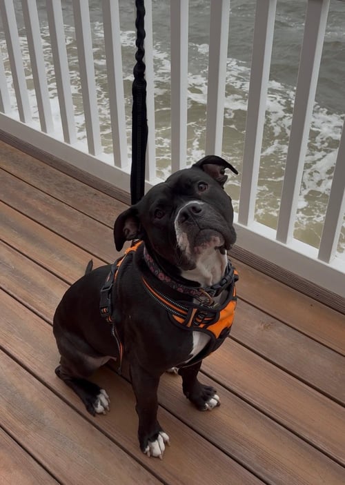 VIOLET - Bulldog available for adoption