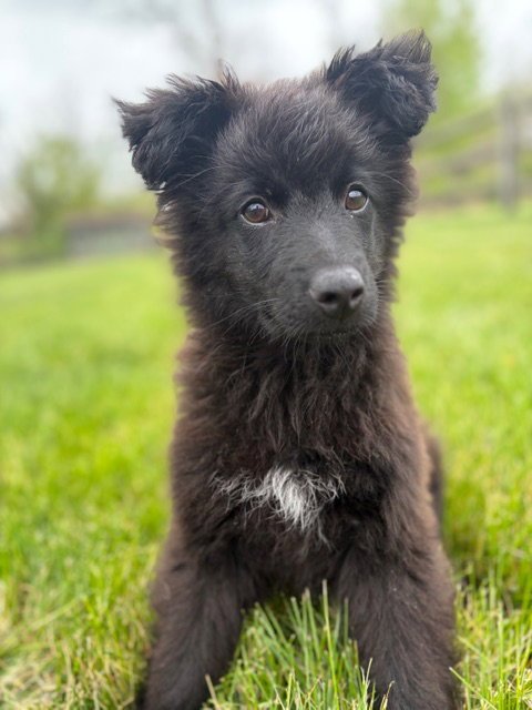 WALTER