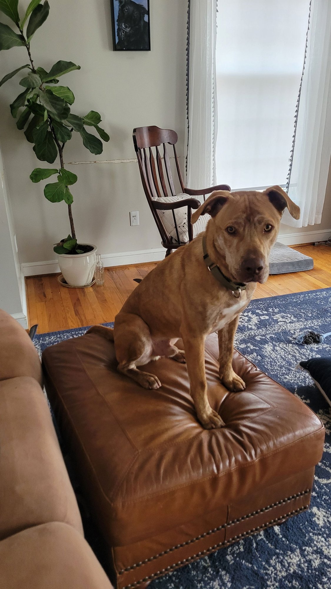 HOBO - Labrador Retriever available for adoption