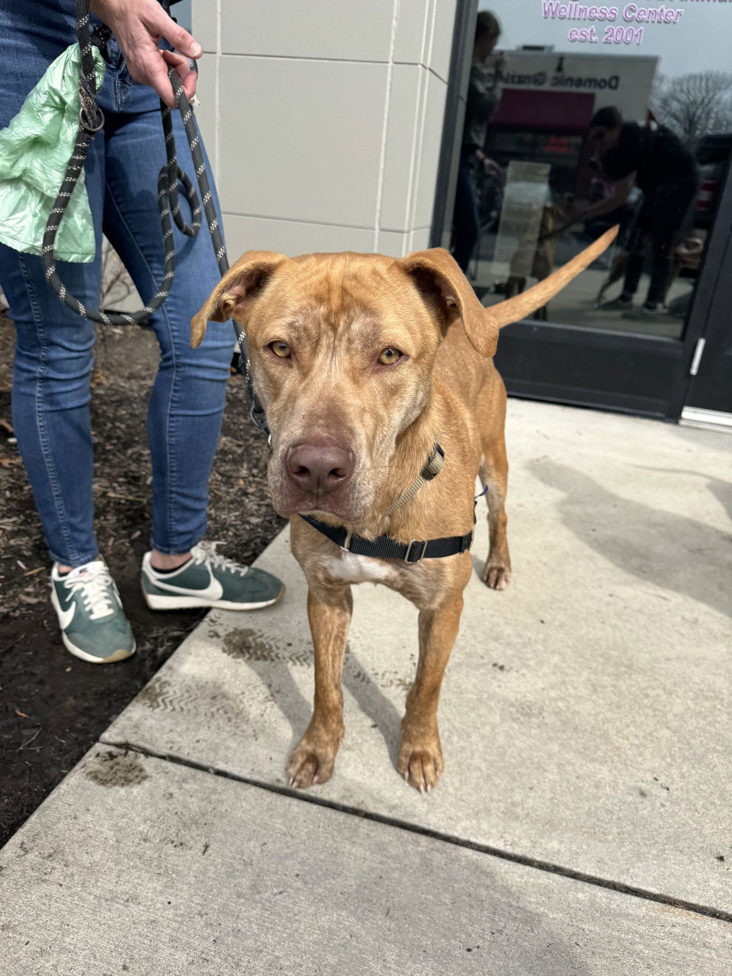 HOBO - Labrador Retriever available for adoption
