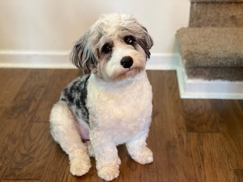 ZION - Australian Shepherd / Poodle (unknown type) available for adoption