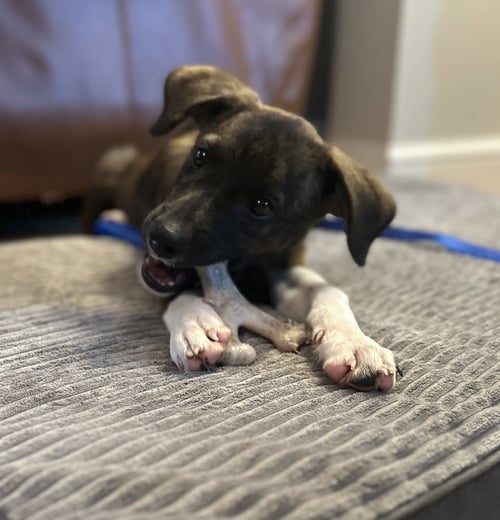 JUNIOR - Plott Hound / Hound available for adoption