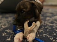 Junior - Photo 8