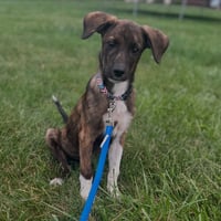 Junior - Photo 4