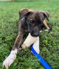 Junior - Photo 1
