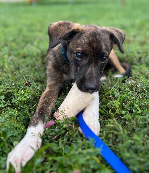 JUNIOR - Plott Hound / Hound for adoption in Allentown