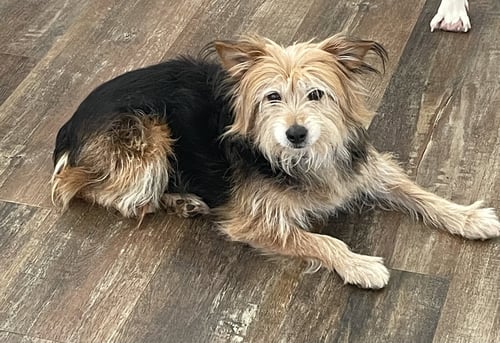 MUFFIN - Yorkshire Terrier Yorkie / Terrier available for adoption