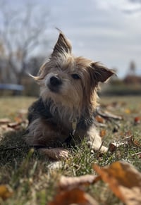 Muffin - Photo 3