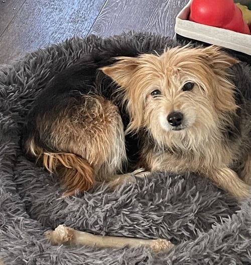 MUFFIN - Yorkshire Terrier Yorkie / Terrier available for adoption