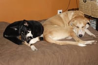Odie - Photo 5