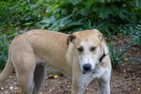Odie - Photo 2