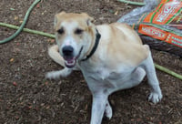 Odie - Photo 3