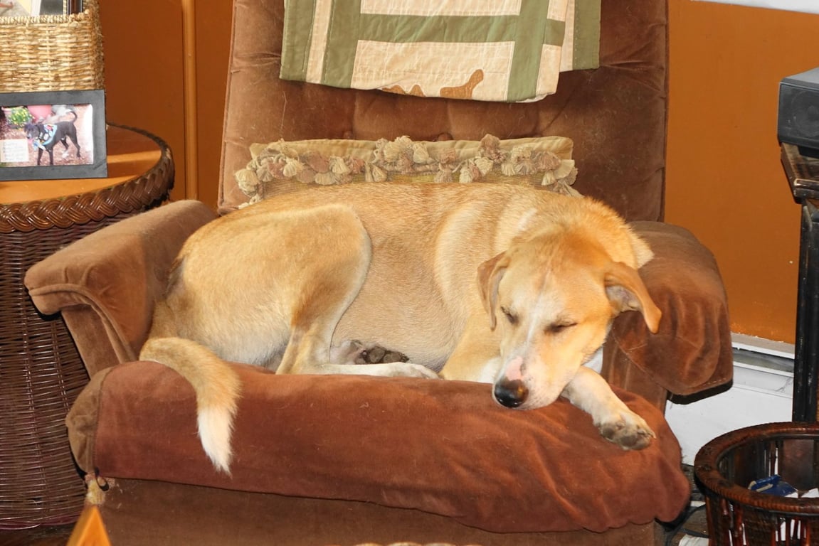 Odie Image