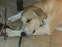 Odie - Photo 6