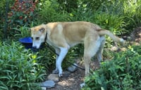 Odie - Photo 4