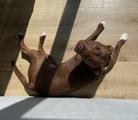 Reese - Photo 9