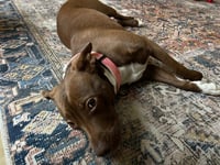 Reese - Photo 3