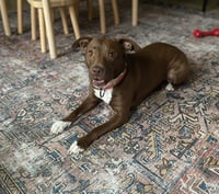 Reese - Photo 2
