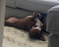 Reese - Photo 8