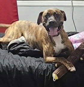 LARS - Boxer / Terrier available for adoption