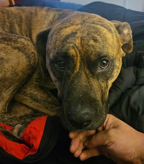 LARS - Boxer / Terrier available for adoption