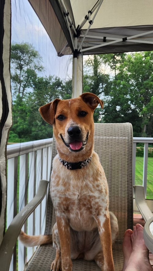 PIEROGI - Cattle Dog / Great Pyrenees available for adoption