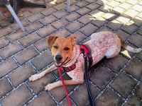 Pierogi - Photo 5