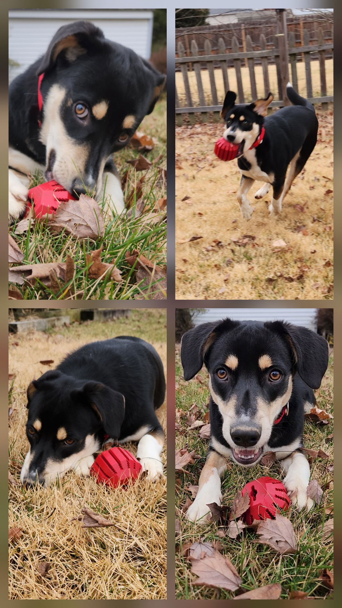 THUMBS - Shepherd / Hound available for adoption