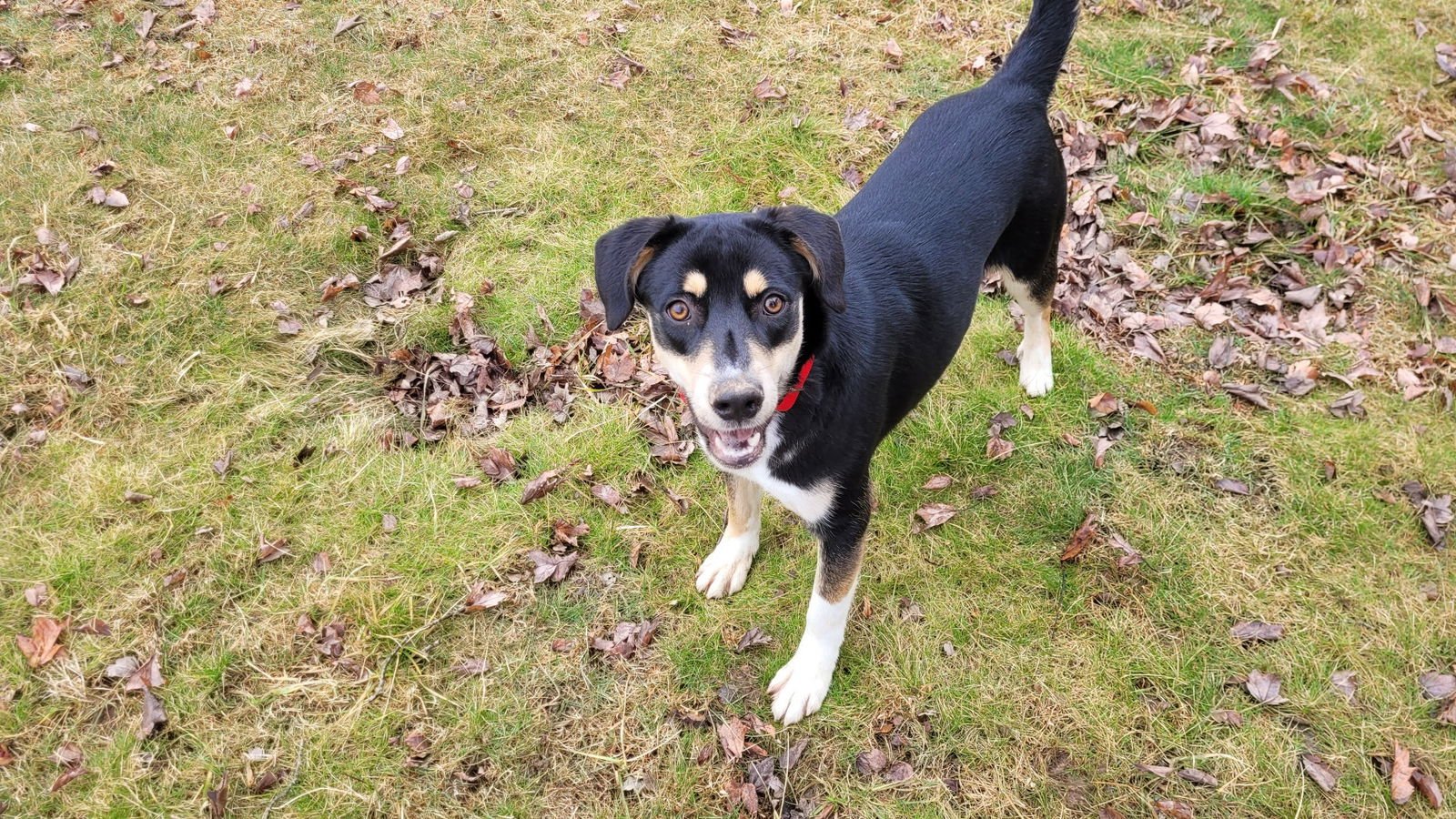 THUMBS - Shepherd / Hound available for adoption