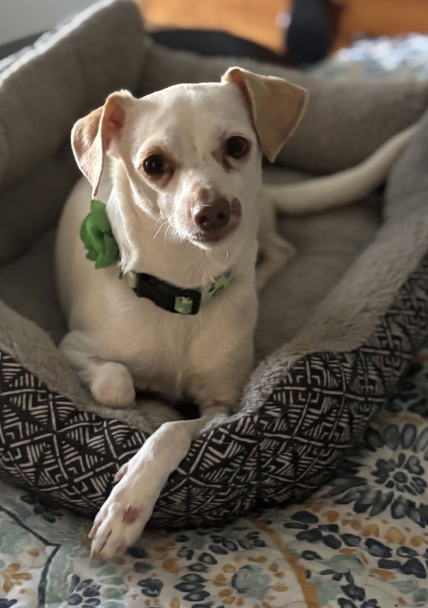 DAWN - Chihuahua available for adoption