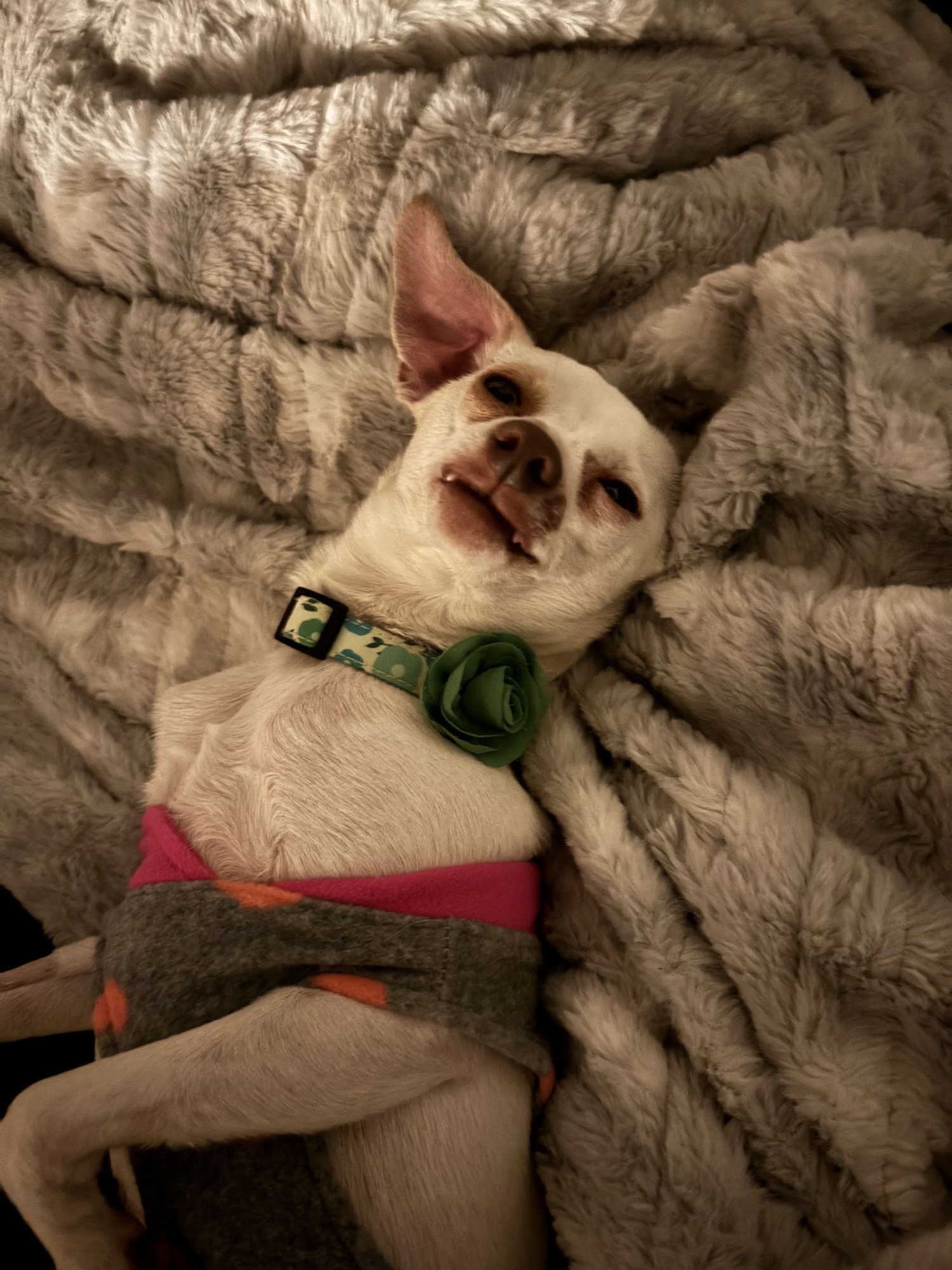 DAWN - Chihuahua available for adoption