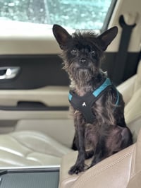 Pablo - Photo 1