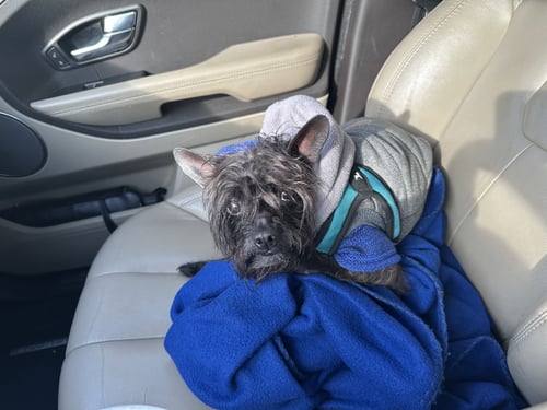 PABLO - Poodle (Toy) / Boston Terrier available for adoption