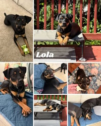 Lola - Photo 7