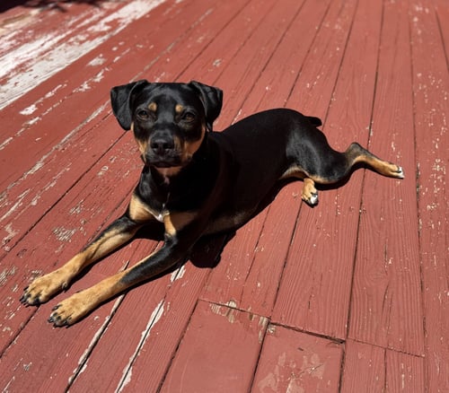 LOLA - Unknown available for adoption