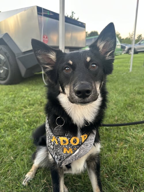 DANNY - Shepherd available for adoption